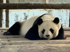 -西霞口神雕山野生动物世界