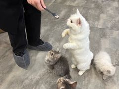-楼上猫咖(罗湖店)