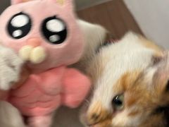 -Again Coffee Roaster(香蜜湖店)