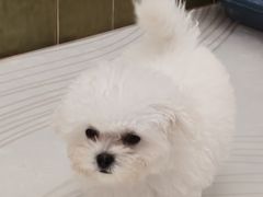 -帕帕拉兹宠物(亚洲旗舰店)