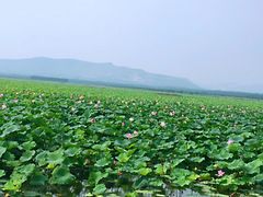 -微山湖红荷湿地景区