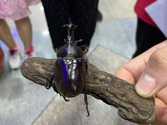 -上海大自然野生昆虫馆(东方明珠·爬宠昆虫探索中心)