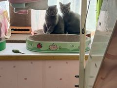 -瑞派长江宠物医院·猫科·外科·24小时夜护(谊城公寓分院)