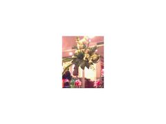 h-申粤轩酒楼·三十年粤菜经典(丁香花园店)