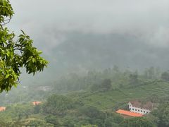 -雁南飞茶田景区