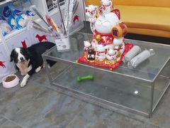 -暖阳宠物医院·犬猫康复中心·骨科