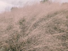 -上海滨江森林公园