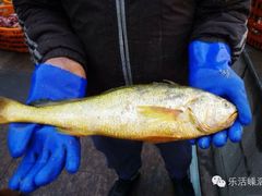 商户图片野生小黄鱼-合家小菜餐馆(新诚花苑店)