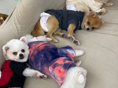 -怪兽屋·羊驼·猫咖·狗咖(俊华广场店)