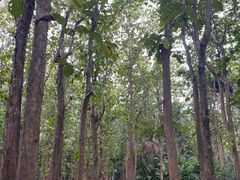 -中国科学院西双版纳热带植物园