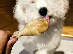 -宠物之家Pets Home 宠物寄养酒店