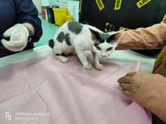 -北京观赏动物医院·24小时大型综合·猫专科·异宠专科