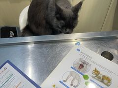 -哆趣宠物医院·眼科·内镜·急重症转诊中心(上海店)