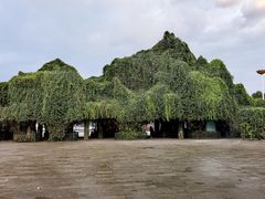 -云南民族村