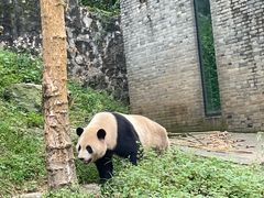 -都江堰中华大熊猫苑
