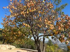 -北京西山国家森林公园