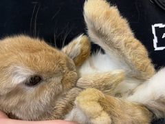 -藦茜花园宠物主题亲子互动体验馆(国顺东路店)