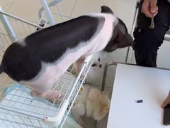 -怪兽屋·羊驼·猫咖·狗咖(俊华广场店)