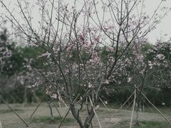 -聚龙山公园