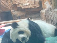 -成都动物园