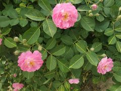 -国家植物园南园