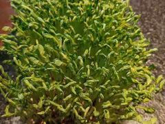 -盡膳口福跷脚牛肉火锅(北美新天地店)