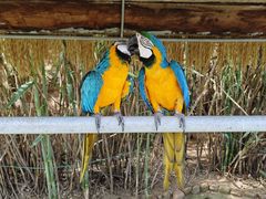 -西霞口神雕山野生动物世界