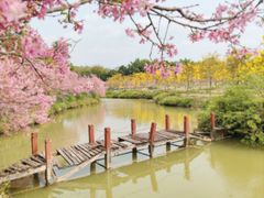 -天适樱花悠乐园