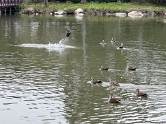 -海珠湖公园