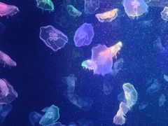 -海合安成都极地海洋公园