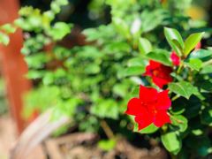 -漫渡庄绿岛花园•隐世庭园菜(滨湖店)