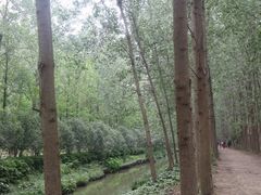 -合肥滨湖国家森林公园