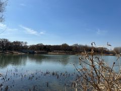 -大兴滨河森林公园