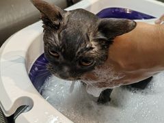 -PETKIT小佩宠物·低压洗护(国顺东路店)