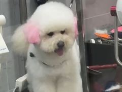 -宠福鑫康馨动物医院·骨科·眼科