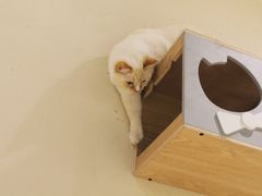 -藏猫猫咖啡主题馆(中央大道店)