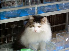 -清平路水族市场