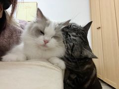 -猫大福·Fortune Cat猫舍(百子湾店)