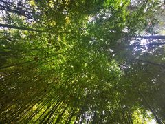 -秋霞圃