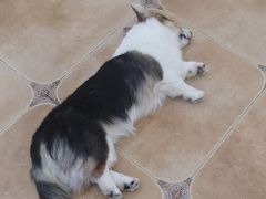 -Let's go狗咖·猫咖·奶狗·桌游(春熙路IFS店)
