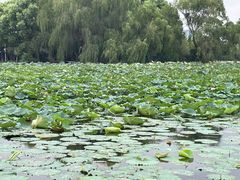 -荷塘月色湿地公园·向阳花洲