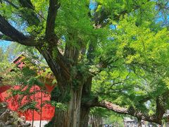 -晋祠公园