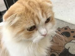 -喵园·猫主题咖啡厅·撸猫·猫咖(国贸店)