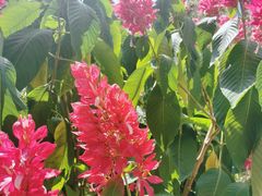 -一朵花事咖啡厅(山原色民宿店)