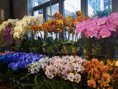 -双季花艺园艺市场(浦东店)