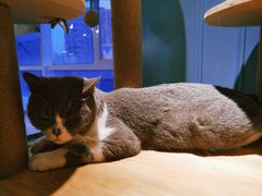 -遇见羊驼·奶狗咖·布偶猫咖·法斗柯基柴犬阿拉斯加(春熙路太古里IFS店)