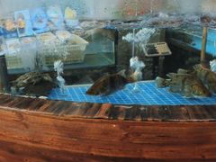水产区-香山湖家家宴(中山陵店)