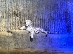 -清迈夜间动物园