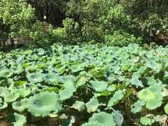 -华雅花园大酒店