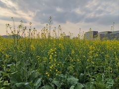 -光明小镇欢乐田园